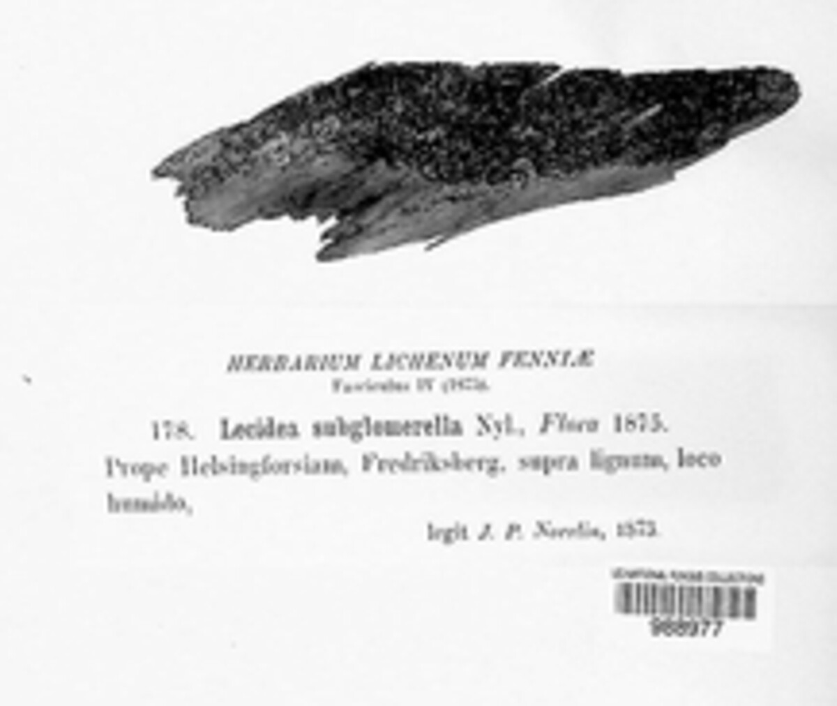 Lecidea subglomerella image